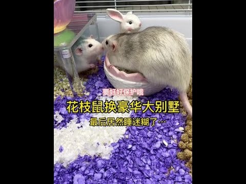 寵物 鼠