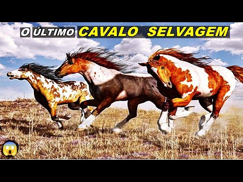 Ele é o  ÚLTIMO CAVALO SELVAGEM que existe !