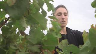 Le métier de viticultrice