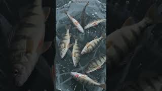 They Weren't Catching Fish! 🧊