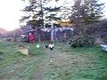 Old Lady Chased By Chickens