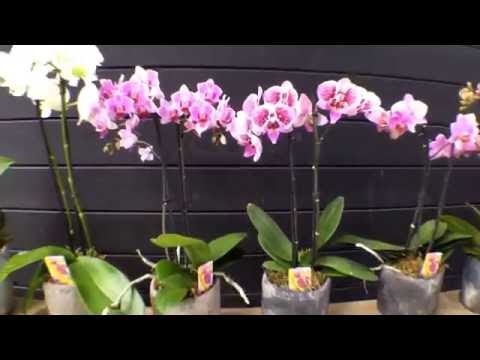 , title : 'Πως ποτίζεται η ορχιδέα - How to water orchids phalaenopsis'