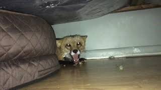 Fox Doesn't Like To Be Pointed At