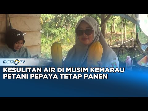 Musim Kemarau Tak Menghalangi Petani Pepaya California Untuk Panen