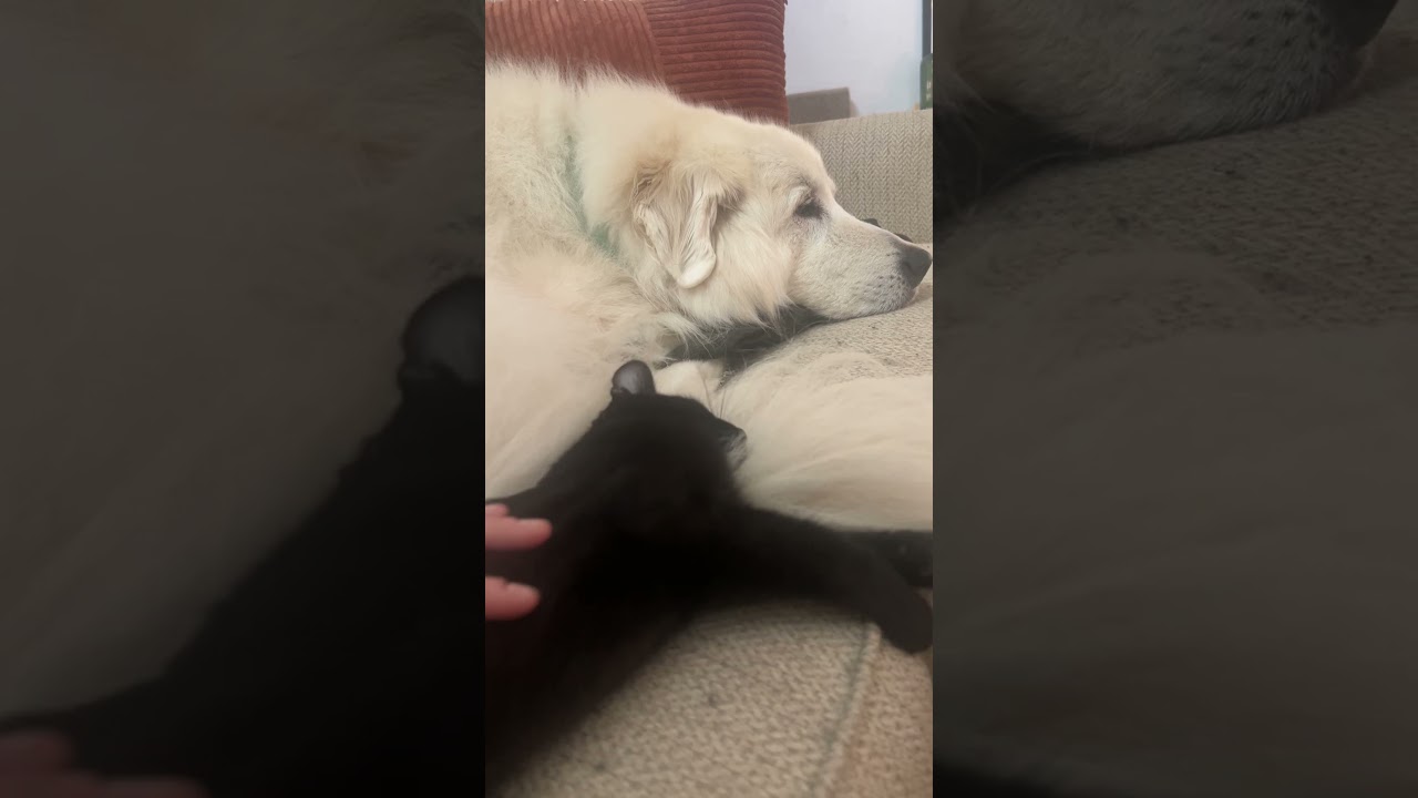 Torrie (Dog Friendly), a ADOPTABLE Domestic Short Hair in North Richland Hills, TX video 5/6