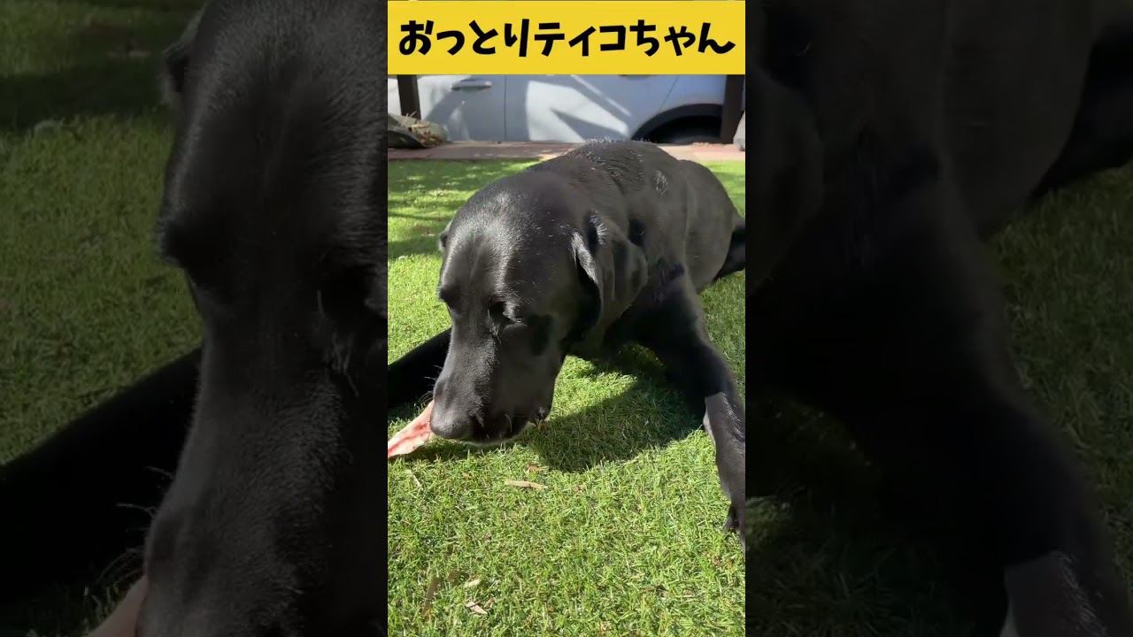 【ASMR おっとりティコちゃん31】牛のアバラ骨をバリボリ食べるおっとりティコちゃんの咀嚼音/Raw Feeding Dogs asmr #shorts #爆速レミちゃん #asmr