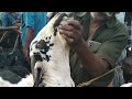 Live Samayapuram Goat Market In Tamilnadu Namma Vivasayi Our Agriculture Agriculture Tamil