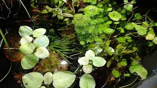 indoor pond with endler guppys