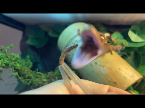 Crested Gecko Mealworm Feeding  in Slow Motion!