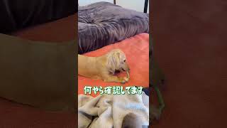 #shorts 飛ぶ歯磨きガム🐶💨 #カニンヘンダックス #ミニチュアダックス #犬のいる暮らし #古民家