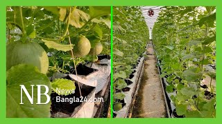 হানিডিউ মেলন ২