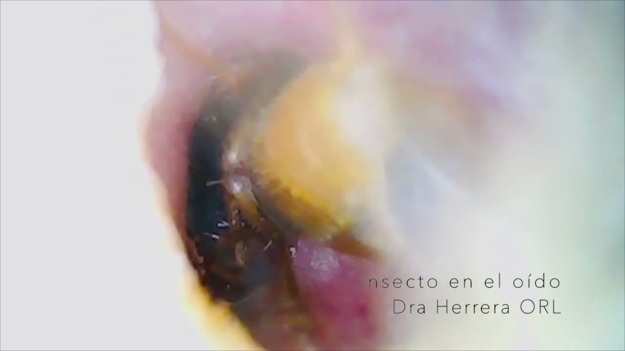 Eva María Herrera Baltazar-18