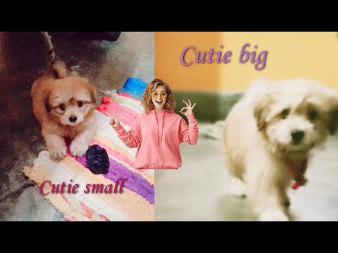 Sarah's journey from 40 days to 5 month|Lasa Apso|Sushmita & Sarah 🐾