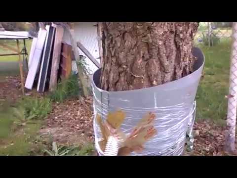 download lagu mp3 mp4 Fabriquer Piege Chenille Processionnaire, download lagu Fabriquer Piege Chenille Processionnaire gratis, unduh video klip Fabriquer Piege Chenille Processionnaire