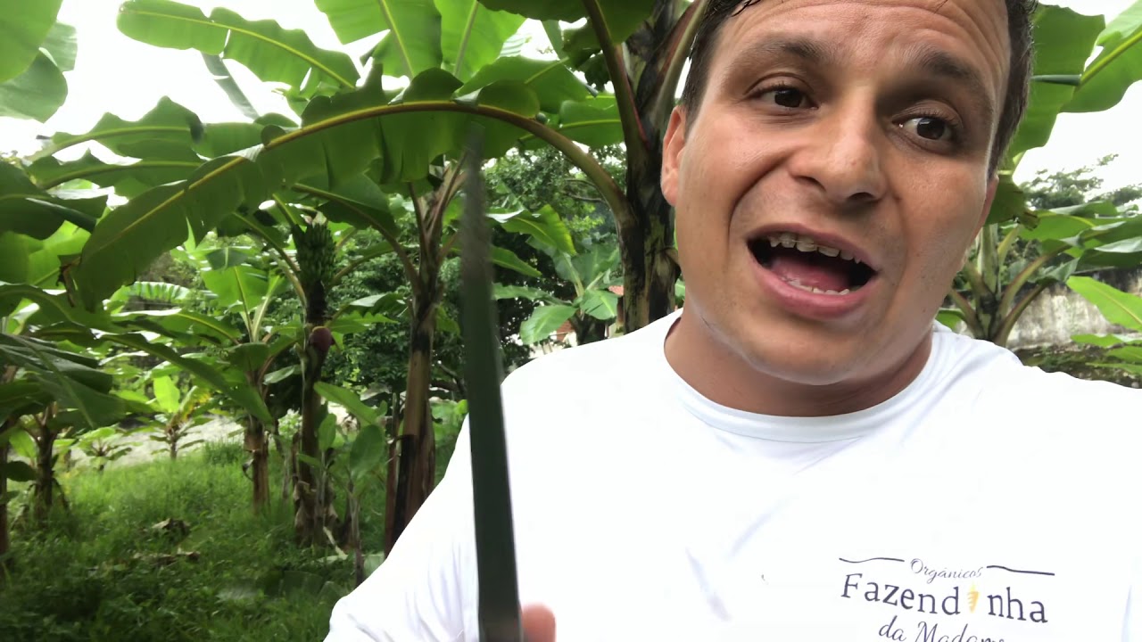 Produção de Banana BRS Platina