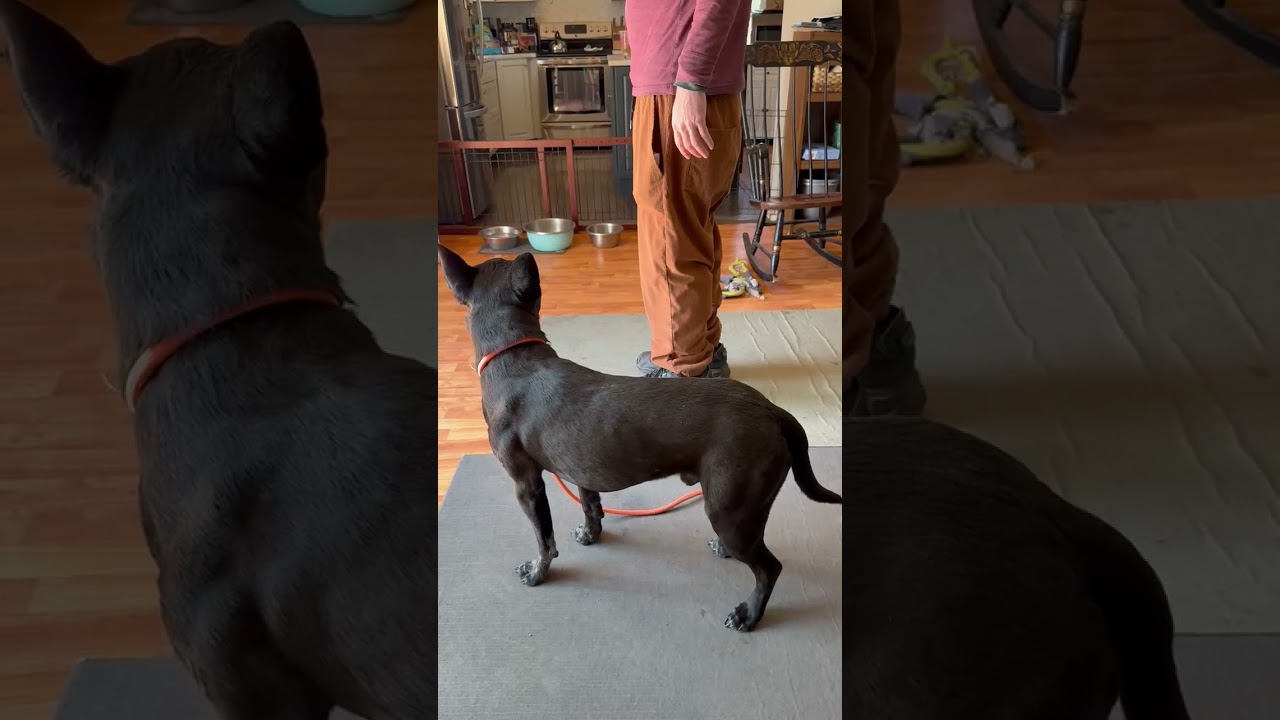 Jax, a Adoptable mixed breed in Ansonia, CT video 2/6
