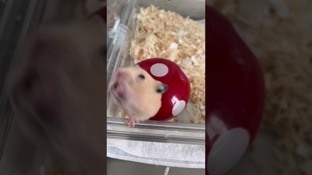 キモいハムスター。 #ハムスター #癒し #可愛い #かわいい #hamster