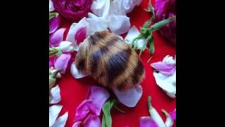 Download lagu Kantong Macan Alat Transportasi Gaib mp3