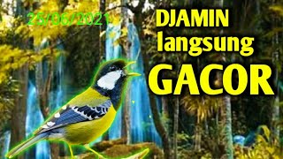 Download lagu Terbukti ampuh pancingan jenis ini, gelatik tua gelatik muda semuanya nyaut mp3
