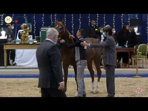 N 14 MARIA M A   Straight Egyptian World Championship 2020   Fillies 2 Years Old Class 2A