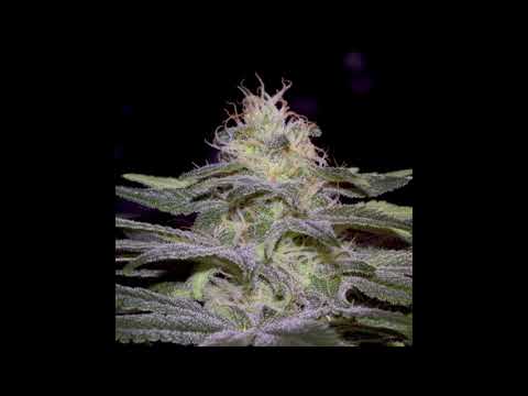 High Grade Vol. 1 Sensi Star Sonido Sistema (Classic mixtape)