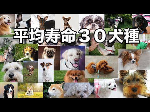 Ein Hund schläft auf einem Kissen