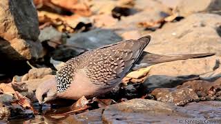 Spotted dove drinking water
