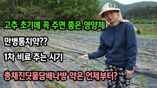 노지고추 초반생육관리 (망할 뻔 하다가 살리는 중)