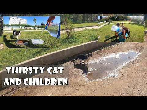 Thirsty cat trying to drink dirty water from puddle. No panic. We have fresh water for kids and cats