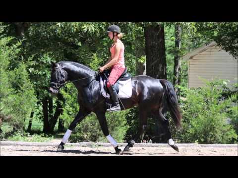 LORINO Lord Ferragamo x St.Pr.St by Domburg / Donnerhall