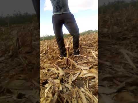 Pensionaru din lanurile