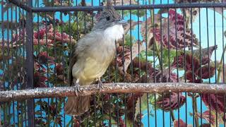 Download lagu EMOSI MEMUNCAK DENGAR SUARA CUCAK JENGGOT INI!!!!!! JENGGOT GACOR MBESET NGEPIK mp3 Download lagu EMOSI MEMUNCAK DENGAR SUARA CUCAK JENGGOT INI!!!!!! JENGGOT GACOR MBESET NGEPIK mp3