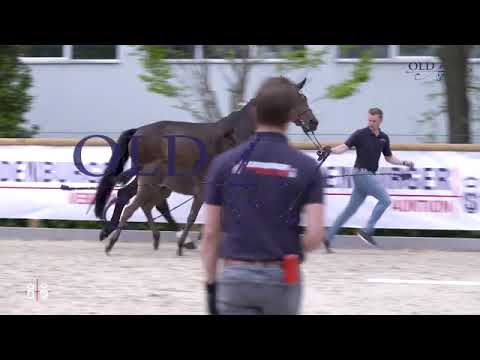 Morricone Hengstfohlen 2022