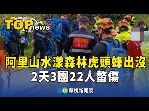 阿里山水漾森林虎頭蜂出沒　2天3團22人螫傷