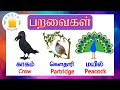 தமிழரசி பறவைகள் Learn Birds Names In Tamil And English For Kids Children