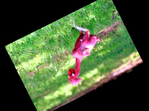 Dr Fonte - Kuku au moa video