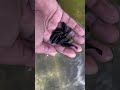 Male Black Balloon Molly Fish S Swimming On My Hand Shorts Trending Fish Aquarim Mollyfish