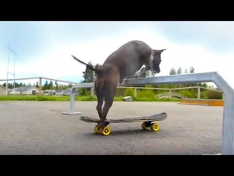 Rambo Staffi - skeittitempun treenaaminen, 2016