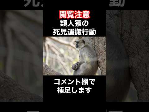 オナガザル科 - 定義