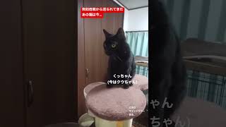 野良猫の出産動画で生まれたくっちゃんみっちゃんは今…