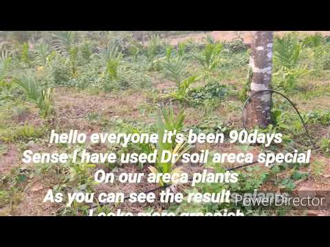 Dr soil areca special results #drsoil