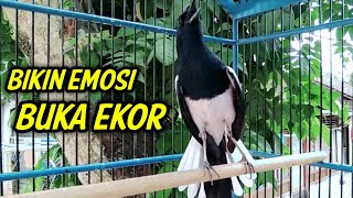 Download lagu BIKIN EMOSI BUKA EKOR KACER LANGSUNG NYAUT IKUT GACOR KONSLET !! PANCINGAN KACER GACOR NAIKIN EMOSI. mp3