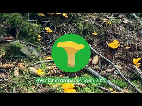 Hitta kantareller med hjälp av Kantarellappen.