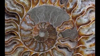 LA GEOMETRIA DELLA NATURA - LA FIRMA DEL CREATORE NEL CREATO