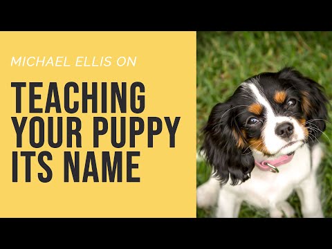 Michael Ellis on Teaching Your Puppy Its Name