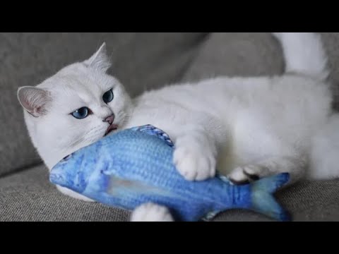 Aww Very Interesting Cat 🐈 Video | Raina Cat