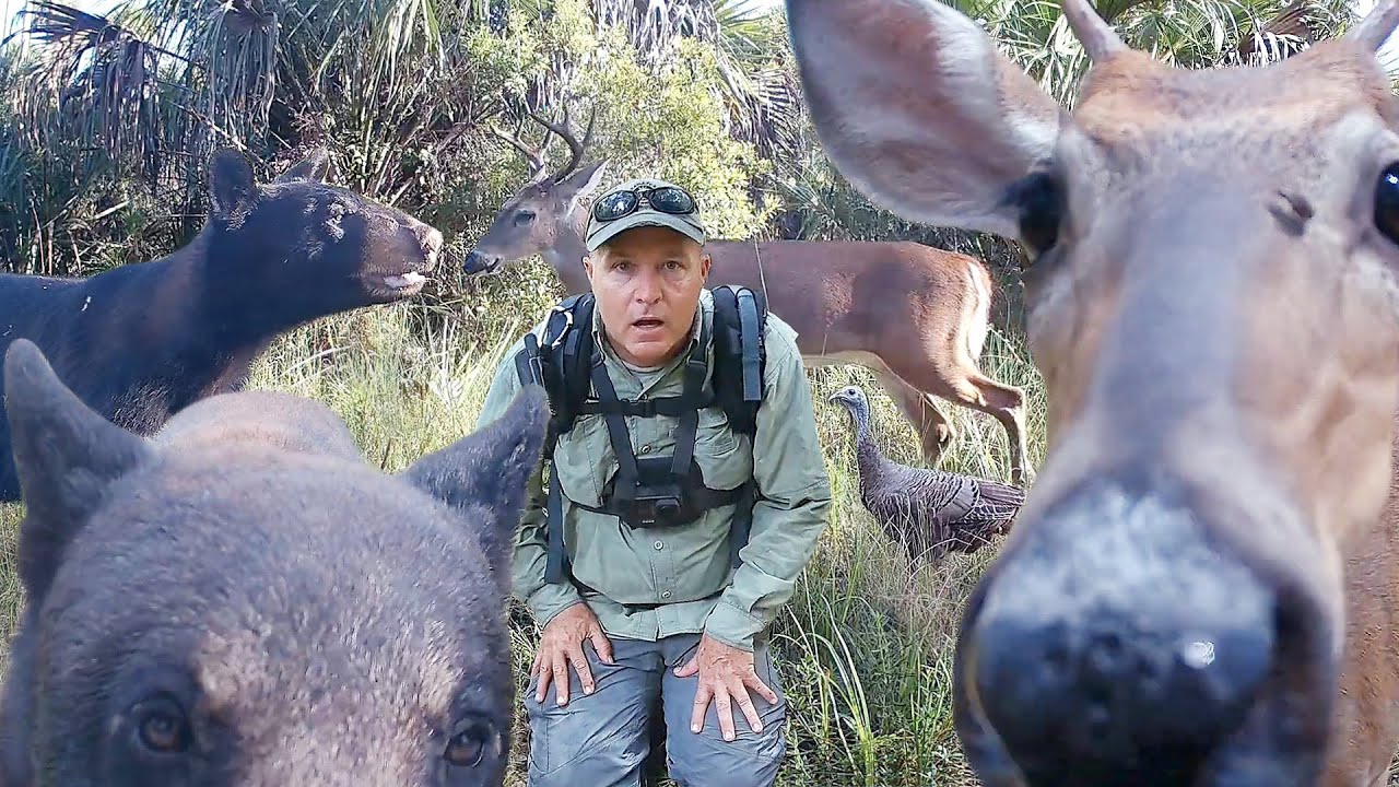 Tim Harrell - Florida Everglades Trail Camera Pickup