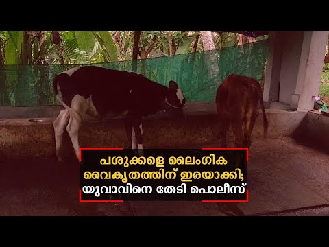 പശുക്കളെ  ലൈംഗിക വൈകൃതത്തിന് ഇരയാക്കി; യുവാവിനെ തേടി പൊലീസ്