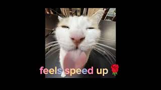 Download lagu feels (speed up) 1 h🌹 mp3 Download lagu feels (speed up) 1 h🌹 mp3