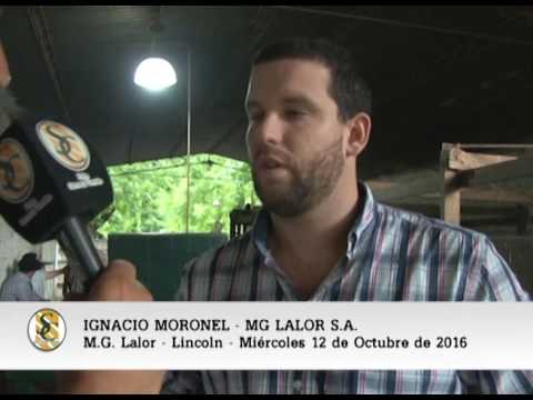 12-10-16 - Ignacio Moronel - M.G. Lalor S.A. - Lincoln